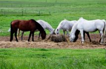 Tranquilizar al caballo alterando su alimentación