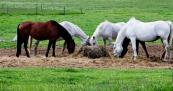 Tranquilizar al caballo alterando su alimentación