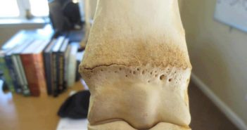 El proceso de sellado de los huesos del potro