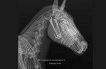 El Aparato Hioideo: una lengua relajada para un caballo conectado