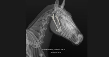 El Aparato Hioideo: una lengua relajada para un caballo conectado