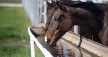 Un caballo hidratado es un caballo saludable