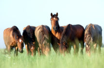 Los caballos en libertad pastan 18 horas al día