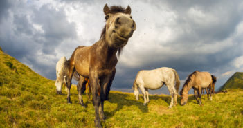 ¡Aleja a los parásitos de tu caballo!