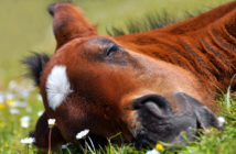Los hábitos de sueño de los caballos