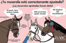 La muserola, ajustada a dos dedos