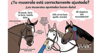 La muserola, ajustada a dos dedos