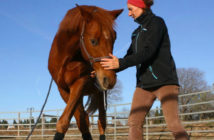 Comportamientos naturales y domesticados de caballos y jinetes