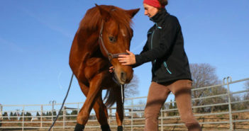 Comportamientos naturales y domesticados de caballos y jinetes