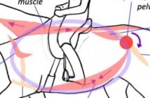 Entrenamiento y rehabilitación del core del caballo