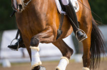 La hipermovilidad en los caballos: ¿puede ser un problema?