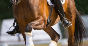 La hipermovilidad en los caballos: ¿puede ser un problema?