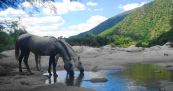 ¿Qué debe saber el jinete sobre la deshidratación de su caballo?