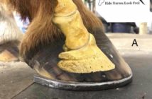 Las falanges del pie del caballo