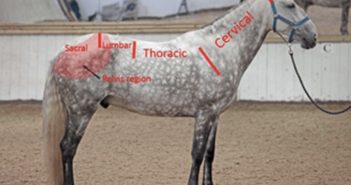 La estabilidad del core del caballo