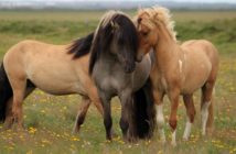 Genética de camuflaje y el patrón «Dun» en caballos