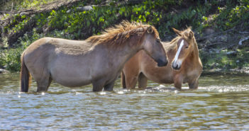 La sensibilidad del caballo al calor