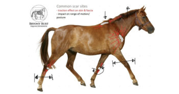 Las cicatrices más habituales de los caballos