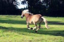 ¿Conoces el movimiento natural de tu caballo?