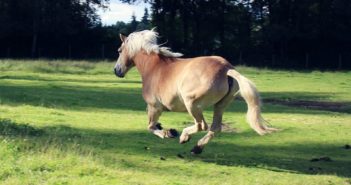 ¿Conoces el movimiento natural de tu caballo?