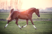 Los caballos árabes tienen cuatro huesos menos que otras razas