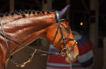 ¿Por qué salivan los caballos con la embocadura?