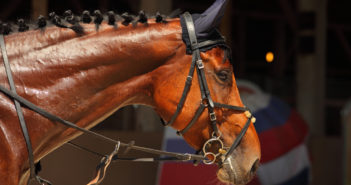 ¿Por qué salivan los caballos con la embocadura?