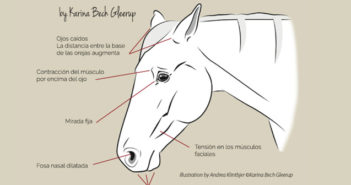 Identificar la expresión de dolor en un caballo