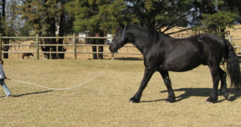 Qué clase de líder eres y que impacto ejerces en tu caballo