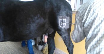 Marcar el caballo con nitrógeno: ¿una alternativa al fuego menos dolorosa?
