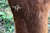 La mosca del rezno
