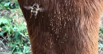La mosca del rezno