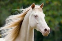 Los caballos albinos… ¿existen?