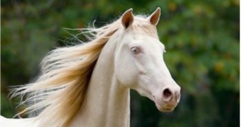 Los caballos albinos… ¿existen?