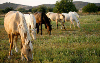 ¿Cuántos años tendría mi caballo si fuera una persona?