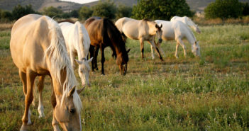 ¿Cuántos años tendría mi caballo si fuera una persona?