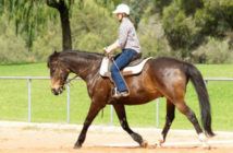¿Estamos entrenando a nuestros caballos más de lo necesario?