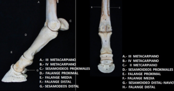 El síndrome navicular, una cojera del caballo temida por deportistas