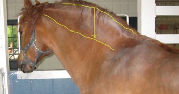 ¿Un caballo con sobrepeso tiene un problema de insulina?
