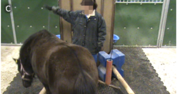El estrés afecta el aprendizaje de los caballos domésticos
