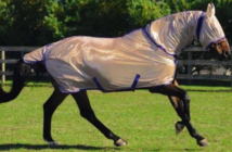 ¿Nos excedemos a la hora de abrigar a nuestros caballos?