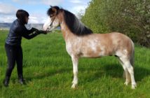 Descubren una nueva capa de caballo en Islandia
