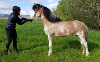 Descubren una nueva capa de caballo en Islandia
