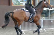 Un jinete con exceso de peso puede provocar dolor en el dorso del caballo