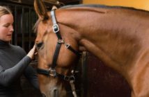 Mi caballo es mi media naranja