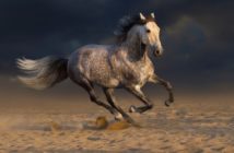Melanomas en el caballo tordo