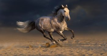 Melanomas en el caballo tordo