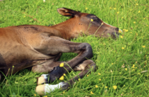 ¿Los caballos tienen trastornos del sueño?