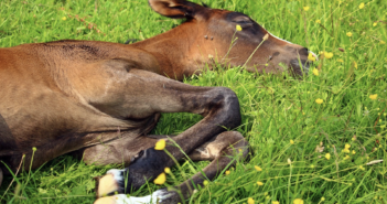 ¿Los caballos tienen trastornos del sueño?