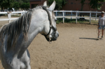 La voz – una ayuda excelente para acompañar la educación y el entrenamiento del caballo